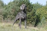 DOGUE ALLEMAND 002